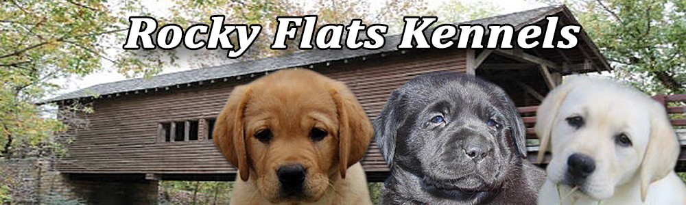 Rocky Flats Kennels,located in Eastern Tennessee, is a selective breeding kennel. 
We specialize in breeding English Standard AKC Registered Labrador Retrievers in Yellow, Black and Fox Red